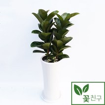 꽃친구 고무나무 개업 집들이 축하 화분 전국 당일배송