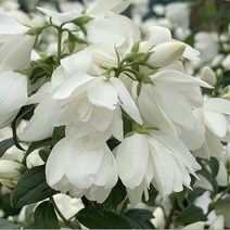 충주원예조경/겹꽃/고광나무/스노우벨/CS포트/개화주, 주