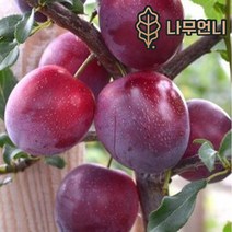 플럼코트 묘목 유실수 나무언니