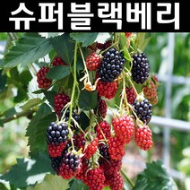 슈퍼블랙베리(v9) 근삽1년(뿌리) 1개/나무 묘목/과실수/유실수