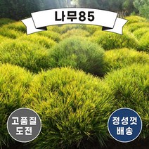(나무85) 반송 황금반송 묘목, 4. 반송 폭 60cm 내외 분