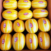 성주 꿀참외 프리미엄 참외 5kg, 6.정품 프리미엄 참외 10kg 로얄과