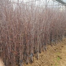 [새싹에서 나무까지] 왕대추나무 접목1년 묘목_대추나무묘목