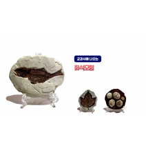 화석모형(스탠드포함 옵션선택) 교과서에 나오는 초등학교 교구, 물고기화석