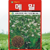 메밀 씨앗 메밀 씨 종자 30g