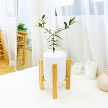 앙플랜트 우드스탠드 소품 공기정화식물 set, 올리브나무소품/플라스틱 기본 포트