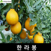 한라봉나무 한라봉나무묘목 과일나무묘목 조경수 꽃나무, 1개