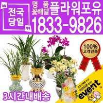동양난 서양난 란 개업 승진축하 고급난 배달, (선택E1)카라미니화환