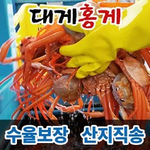 대게 홍게 박달대게 연지홍게 울진 후포리 영덕대게 박달홍게 산지직송 수율보장, 4. 박달홍게(찜자숙), 중사이즈, 5마리