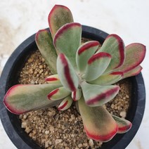 [메카다육]61-0526 원종방울복랑금(화분포함) 다육식물 선인장 다육금 다육철화 두들레야 아프리카식물 코노피튬 하월시아 수입다육이 국민이