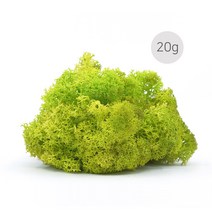 비오스 스칸디아모스 천연이끼 습도조절 공기정화 식물-20g, 20g-3번 스프링그린