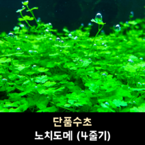 노치도메 (4줄기)