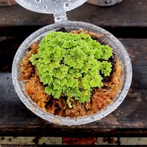 테라리움 비단 이끼 3TYPE 키트 실내공기정화식물 인테리어 화분 DIY, C