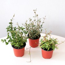 마이플랜트 [마이플랜트]마삭줄 황금 삼색마삭 좀마삭 공기정화식물 공중식물 넝쿨식물, 선택완료