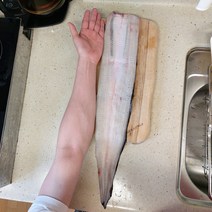 [당일손질] 대물 풍천 민물 장어 자포니카 선물세트 800g 900g 1kg