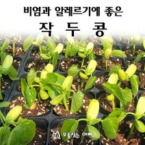 [모종심는아빠] 비염과 알레르기에 좋은 작두콩 모종, 모종3컵