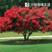 배롱나무 자엽배롱나무 백일홍 가림원예조경, 자엽배롱: 블랙다이아몬드 적색꽃 다간형 개화주, 1개