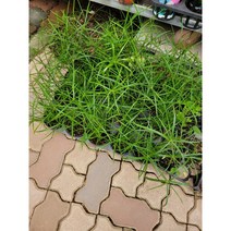 무배특가 그린식물팜 4개묶음 15~35cm 시페루스 수생식물 소품 29 실내공기정화식물 반려식물 플랜테리어, 4개