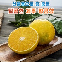 제주도 황금향 선물용 중과 3kg 5kg, [선물용] 황금향 중과 5kg, 1개