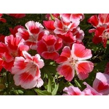 일년초 씨앗 5종 묶음 B [케이야생화]