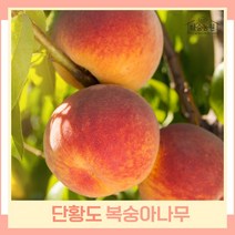 복숭아나무 묘목 황도복숭아 단황도 접목1년생 뿌리묘 5개