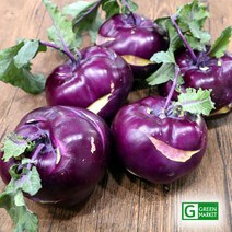 2022 제주산 고당도 햇 콜라비, 5kg