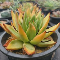 [소소한다육] 스터닝 에케베리아 창 다육이