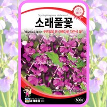 소래풀 꽃 씨앗 제비냉이 종자 500립 봄 여름 가을 꽃씨앗, 1개