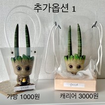 키우기쉬운 실내공기정화식물 집들이 개업 식물 화분, 캐리어