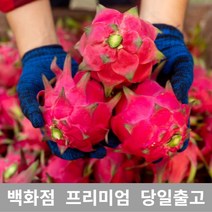 [특등급선별] 용과 500g 선물 과일 열대과일 과일추천 맛있는과일 용과 용과먹는법 레드용과 적용과 붉은용과 건조용과 용과선물세트, 1개