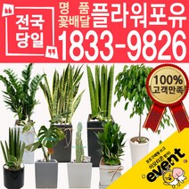 개업화분 인테리어식물 배송 떡갈나무 대엽홍콩 뱅갈고무나무 관음죽 알로카시아 소철 극락조 만냥금 무늬벤자민 파키라 당일, (선택43)몬스테라