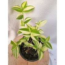서비내 - 무늬달개비 Commelina communis variegata 달개비 키우기 쉬운 식물