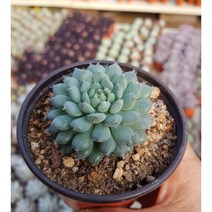 행복한꽃순이//룬데리, 1개