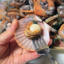 [자연맛남] [산지직송] 전남 고흥 홍가리비 4kg 100미내외, 상세 설명 참조
