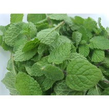 [특급] 스피아민트 1팩, 1개