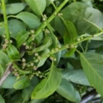 고욤잎차 45g 고욤차 감잎차 유기농 자연산 고욤나무 감나무잎