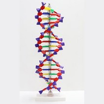 자기복제과정 DNA모형 만들기 염색체 과학실습 세포 수업용 창작 분자구조 교육완구
