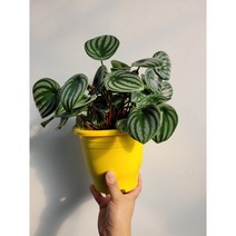 무배특가 수박페페 대품 동글동글 25~40cm 109