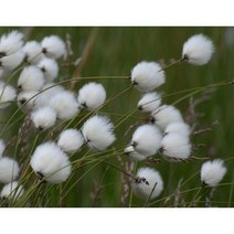 사초씨앗 솜사초참황새풀 Cotton Grass 20립, 덕용포장 500립