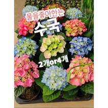 수국-2개or4개/물을좋아하는 수국의 꽃말은 색에 따라 다르죠, 2개