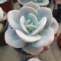 [수암다육] 백봉 랜덤발송 Echeveria 'Hakuhou' 랜덤발송 다육 다육이 다육식물