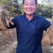 농손 국내산 참마 생마 안동참마 산마 5KG, 상