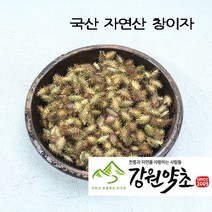 창이자200g (국산 자연산) 도꼬마리 볶은 창이자 신이화 유근피 창이자분말 독고마리 작두콩 느룹나무, 국산자연산 유근피300g, 1개