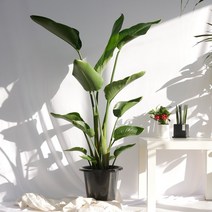 보거스플라워 여인초 대형화분 해초바구니 이태리토분, 1개, 여인초(대형)