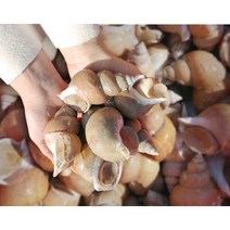 [청년진또배기] 해수 산소포장 살아있는 100% 자연산 백골뱅이, 500g (소-25미 내외)