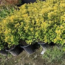 황금사철나무 1m, 1개