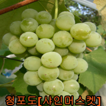 청포도(샤인머스켓)삽1년특묘 5그루 샤인머스켓묘목 나무 묘목