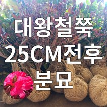 대왕철쭉 철쭉마켓 철쭉 묘목 꽃 나무 영산홍 연산홍 베니 정원 마당 조경수 정원수 울타리 화목류 철죽 농원 울타리, 대왕철쭉 보자기분묘 25CM전후