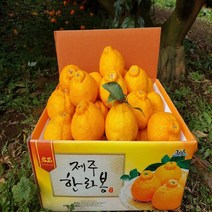 [황금농원] 고당도 서귀포 하우스한라봉 3kg 5kg, 벌크5kg중과(18-20과)