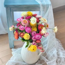 [필랑말랑] 헬리크리섬 생화 종이꽃 밀짚꽃 1단 농장직배송 태안꽃농장 화훼농가돕기 꽃농장직배송 생화택배, 헬리크리섬: 1단